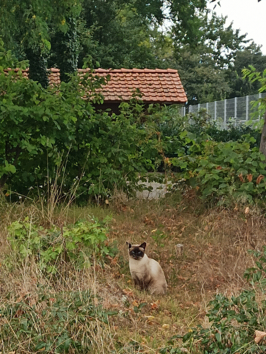 好看的小野猫