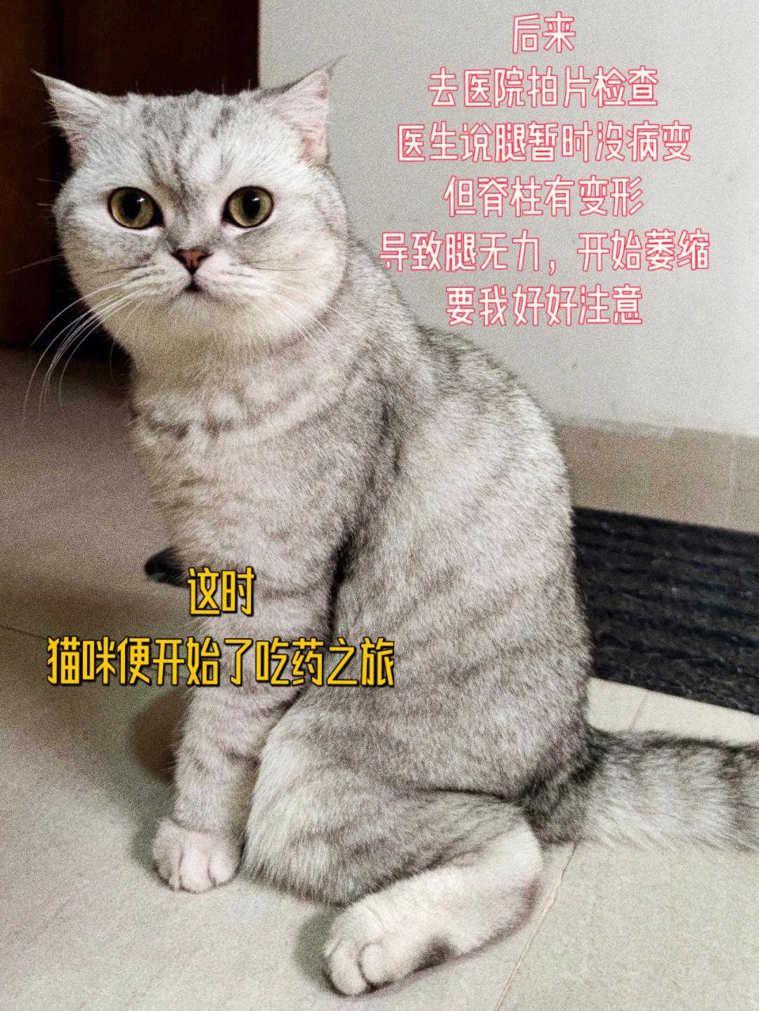 折耳猫发病了怎么办?需要注意以下几点!