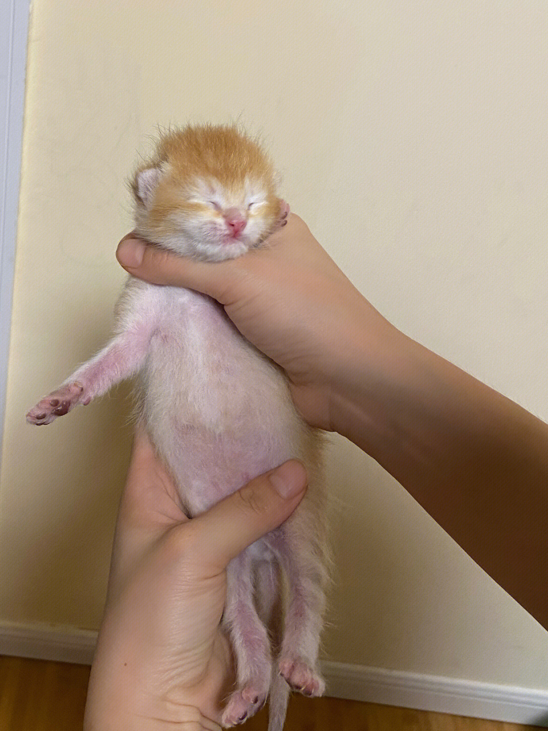出生6天的金渐层猫宝宝