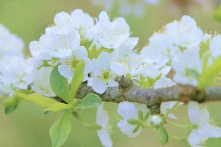 木子李花语图片