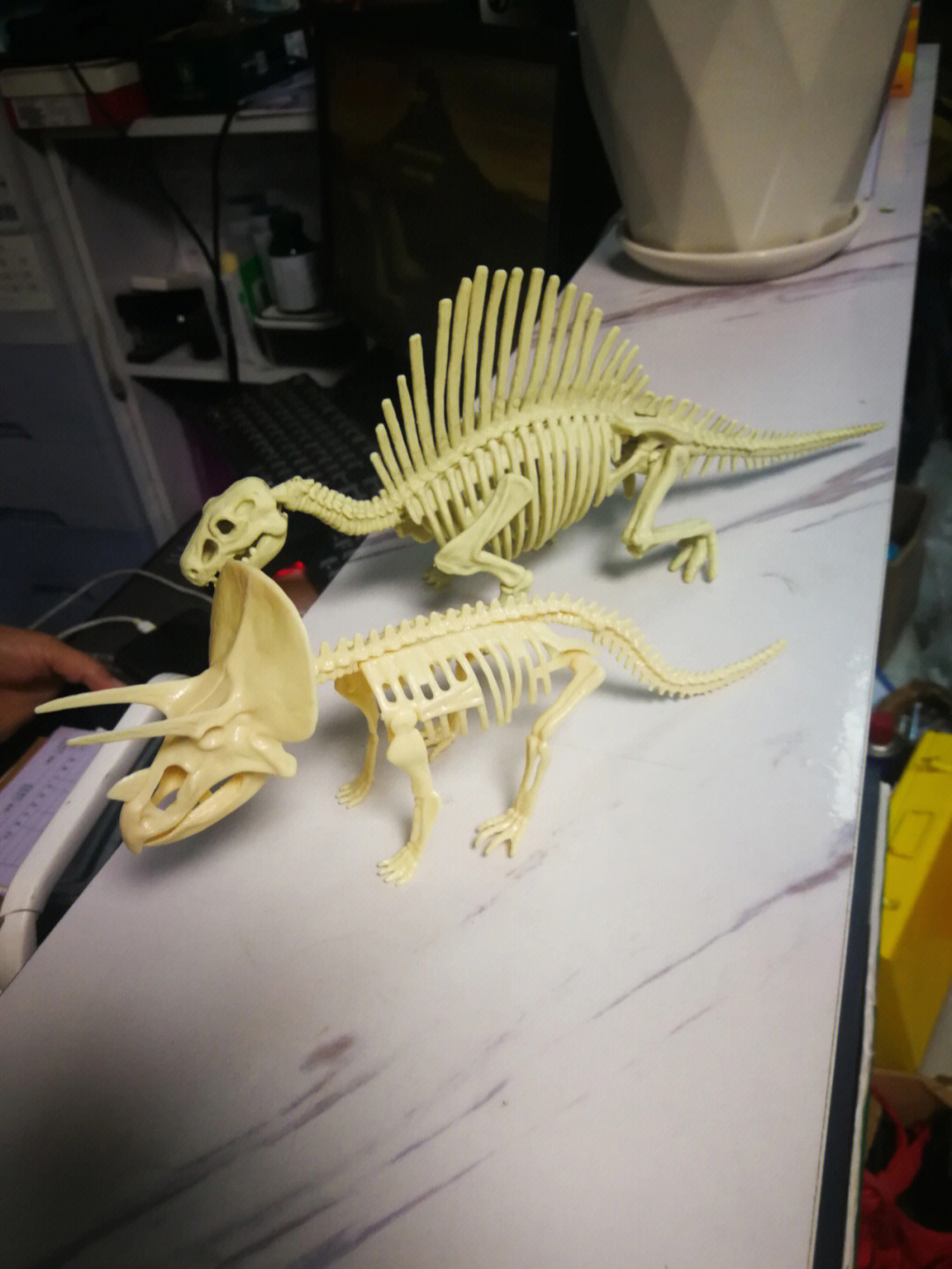 一起买了2个恐龙骨架,对比一下感觉天壤之别图二这个三角龙纤细小个又