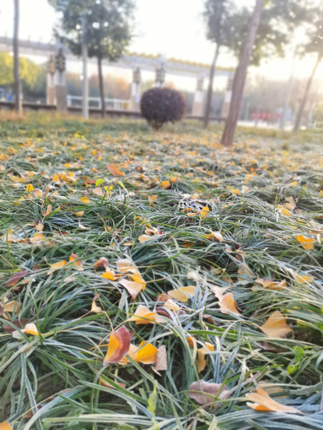 下霜和下雪的区别图片图片