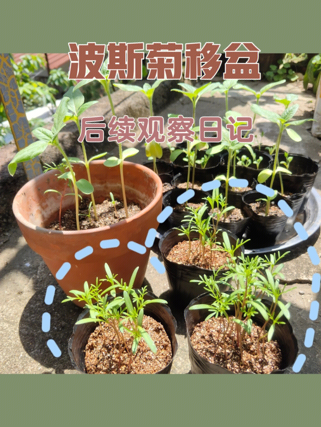 波斯菊的成长过程图片