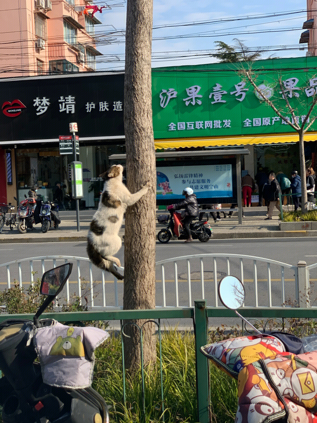 人爬树狗扯后腿的图片图片