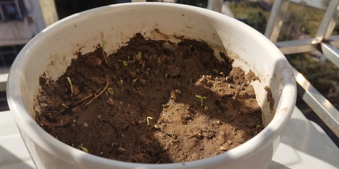 到发芽,再到一点点茁壮长大,哈哈9015希望我们都能像这些小香菜一