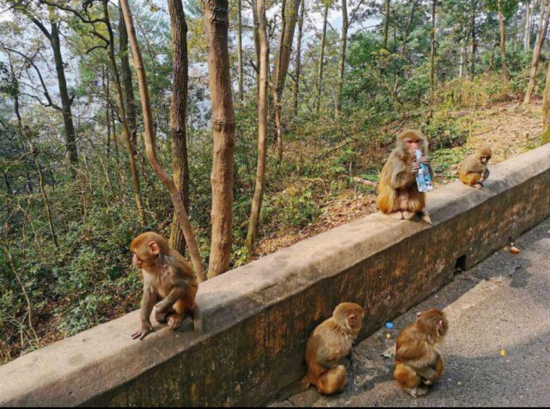 黔灵山公园:门票5元提醒大家:这里的猴子和峨眉山猴子有的一拼!