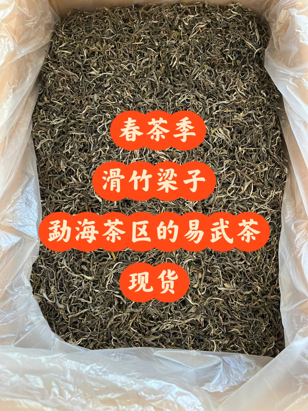 西双版纳最高峰的茶滑竹梁子