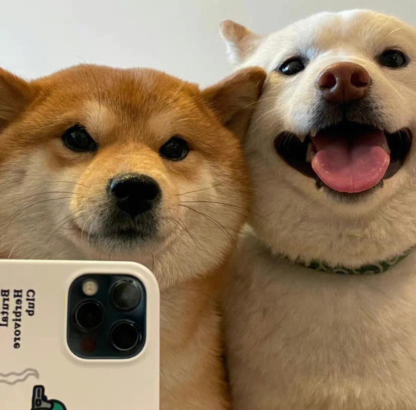 柴犬拿手机情侣头像图片