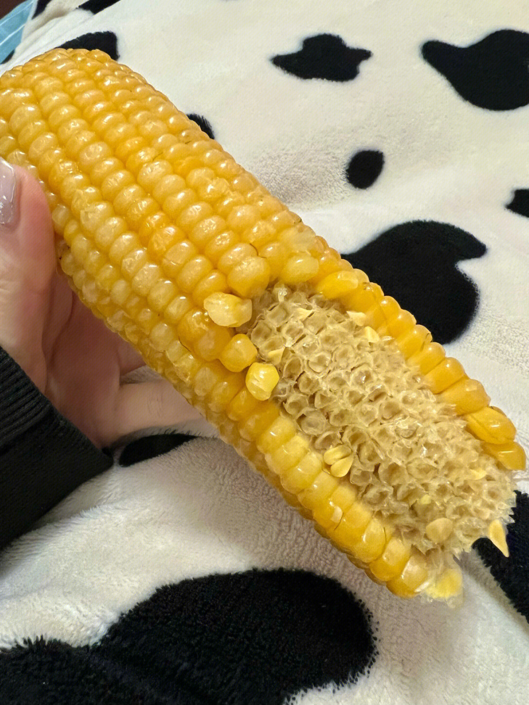 啃玉米