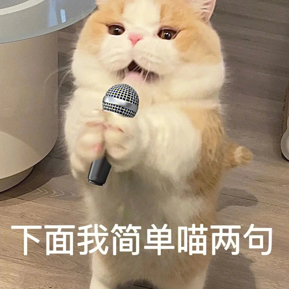 猫猫表情包