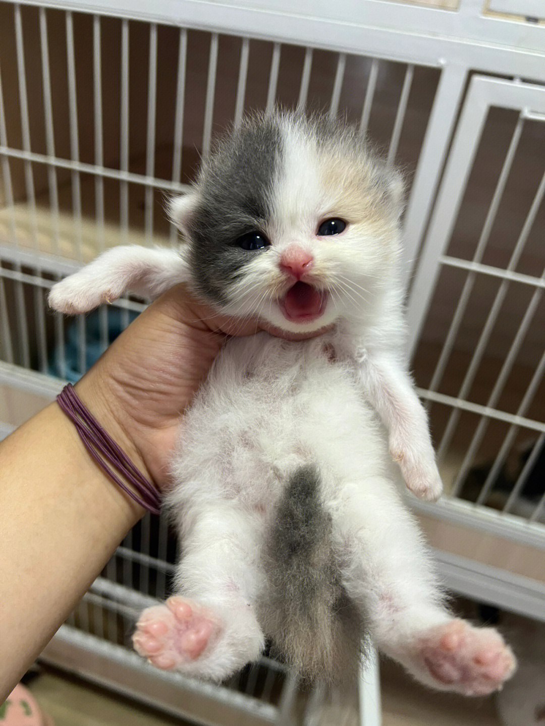 刚出生的长毛猫照片图片