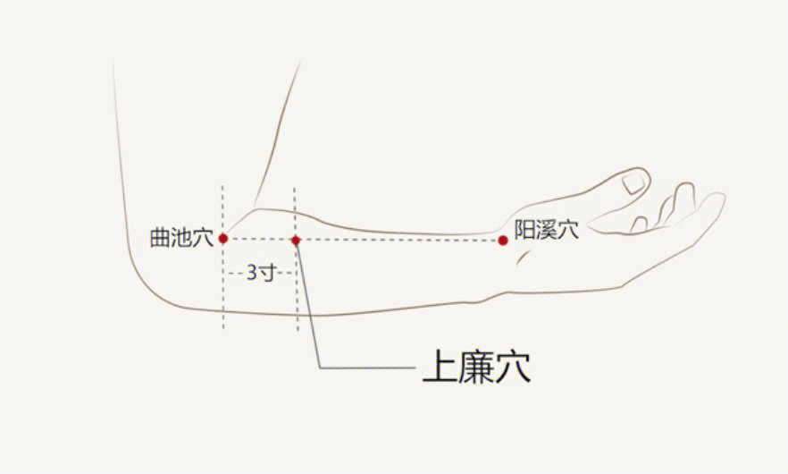 肘横纹的准确位置图片图片