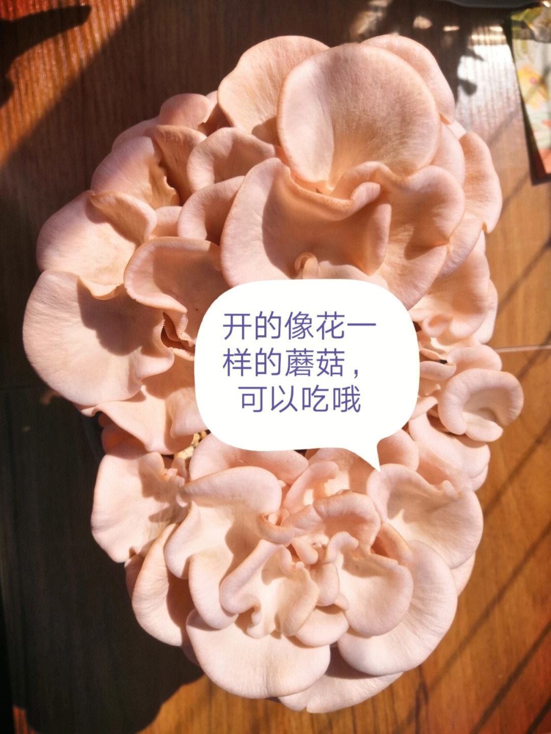 红平菇生长过程图片
