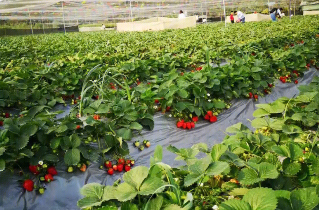 赣榆草莓采摘园图片
