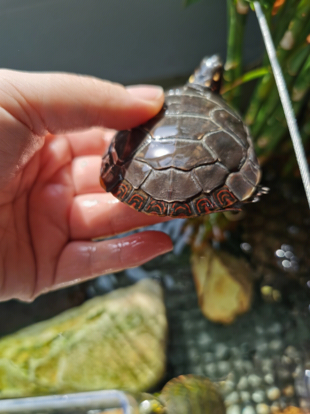 草龟换壳过程图图片
