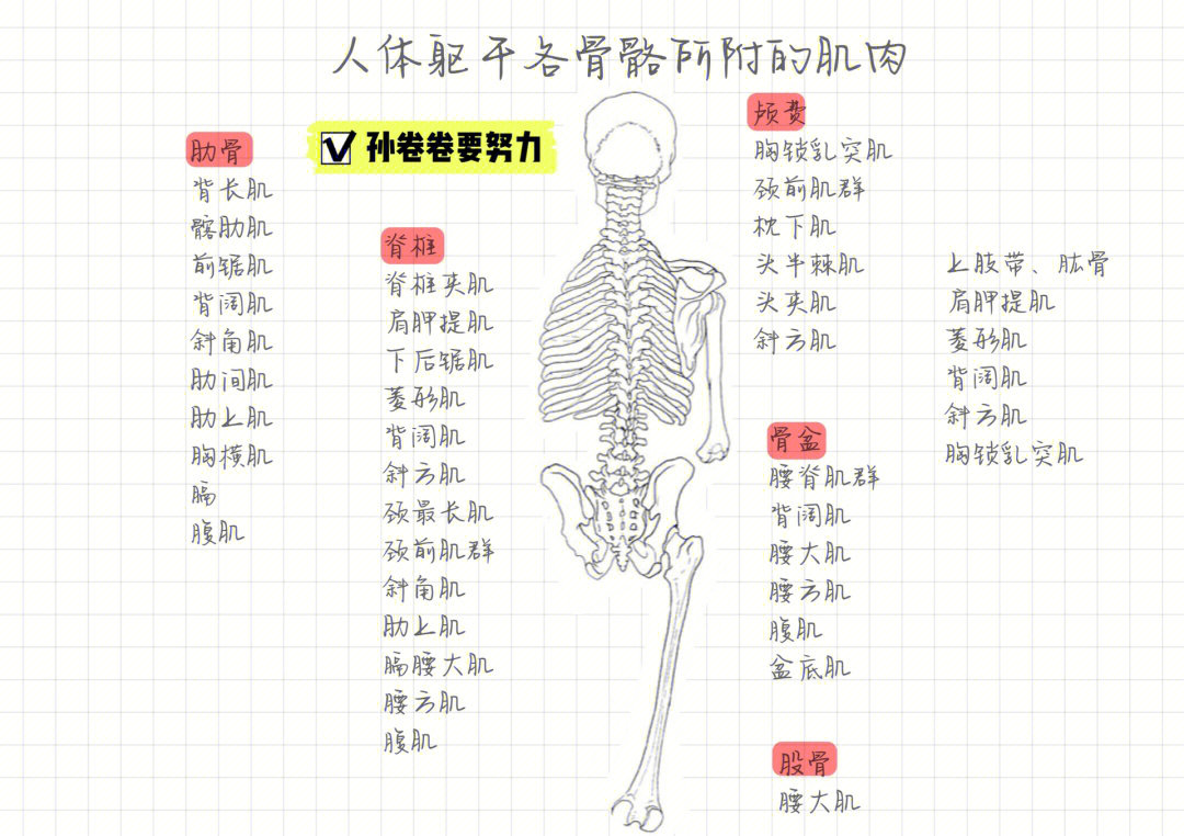 人体解剖学人体躯干的各骨骼所附的肌肉