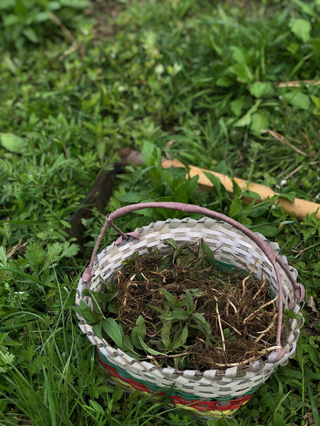 挖野菜春天里不可辜负的美味