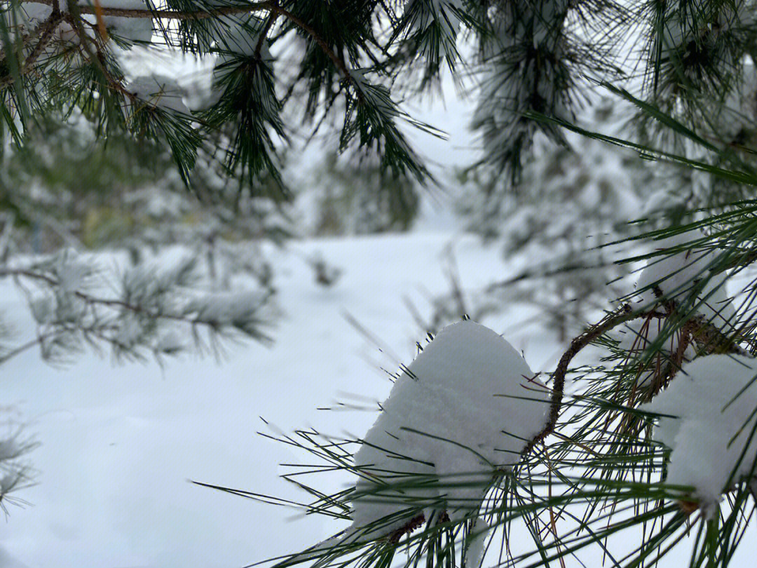 松针炖雪图片