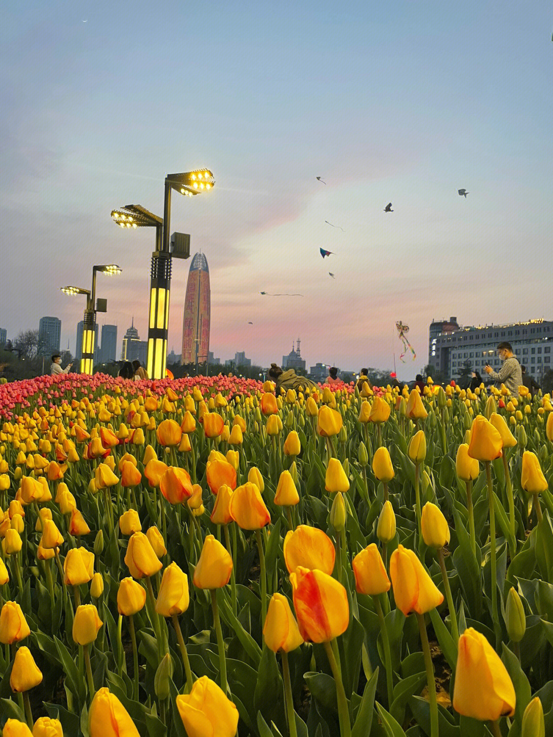 汝南郁金香花海图片