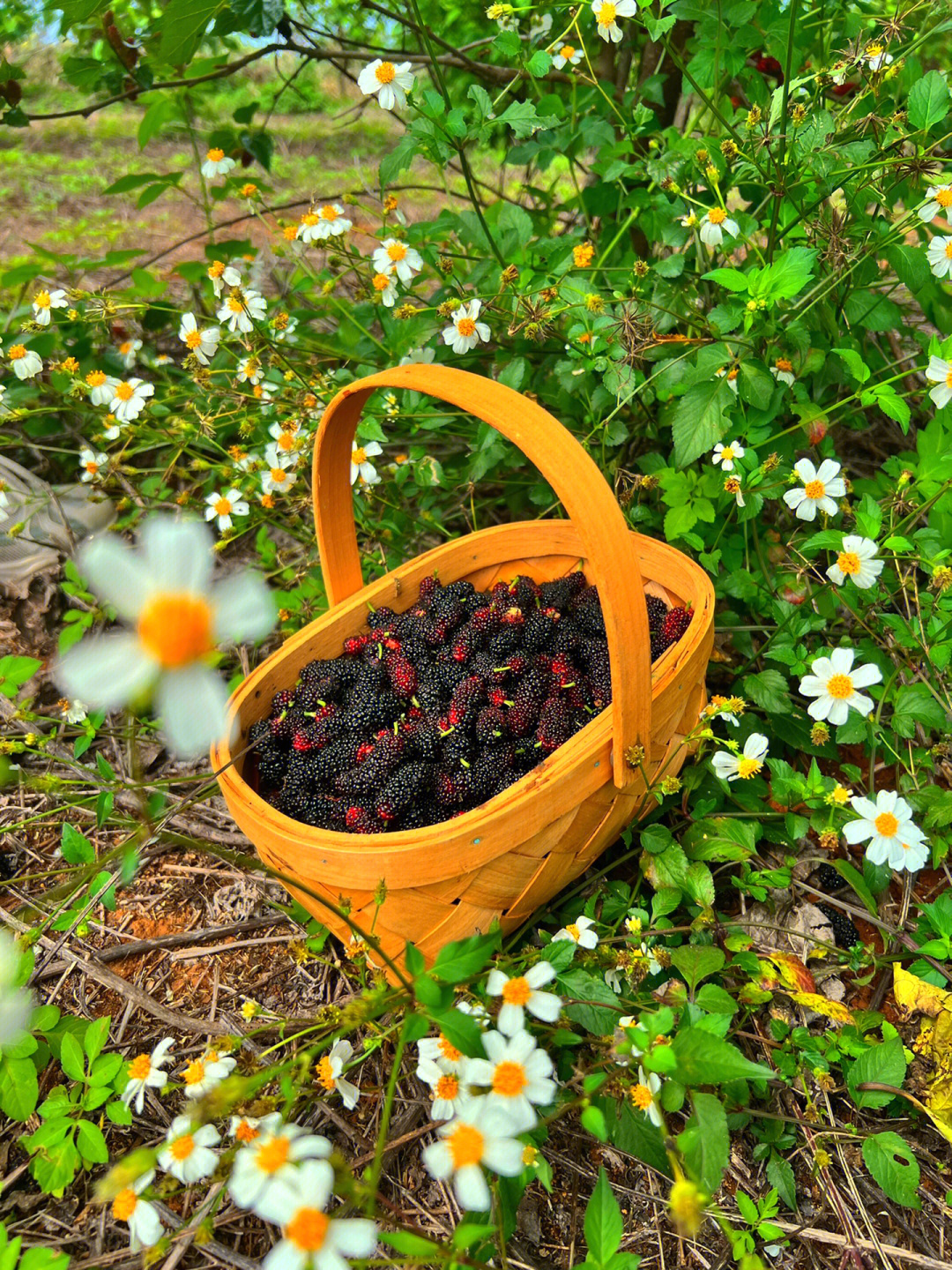 涠洲岛近期踏青摘桑葚果