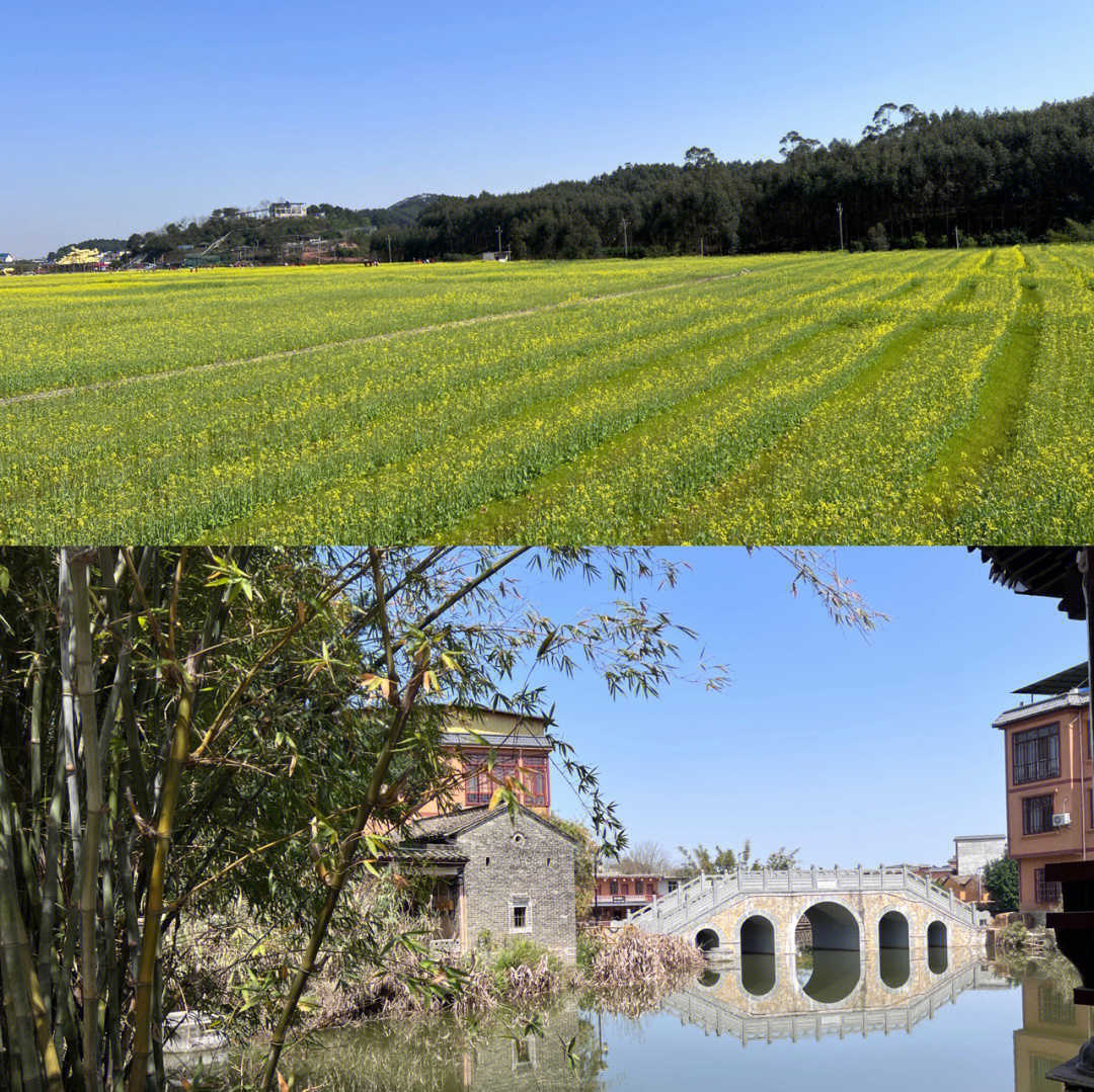 广西宾阳古辣油菜花图片