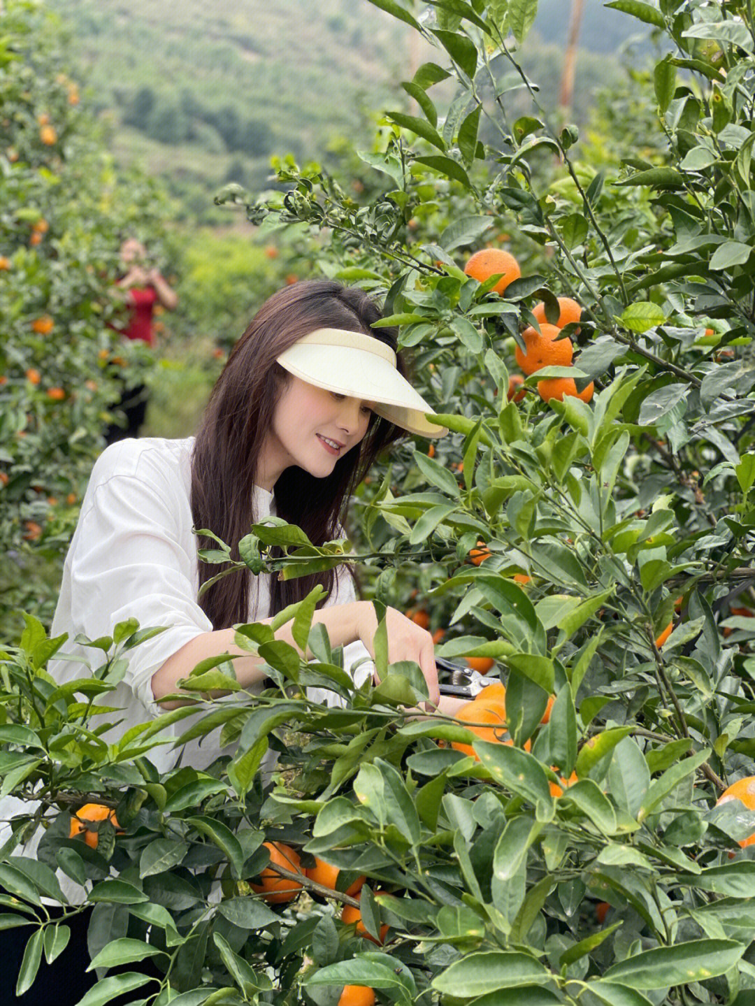 又来摘沃柑啦