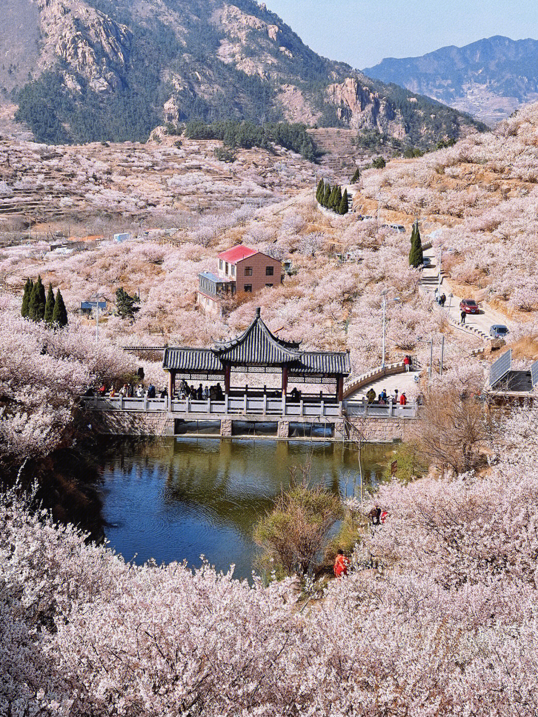 青岛大崂樱桃谷花期图片