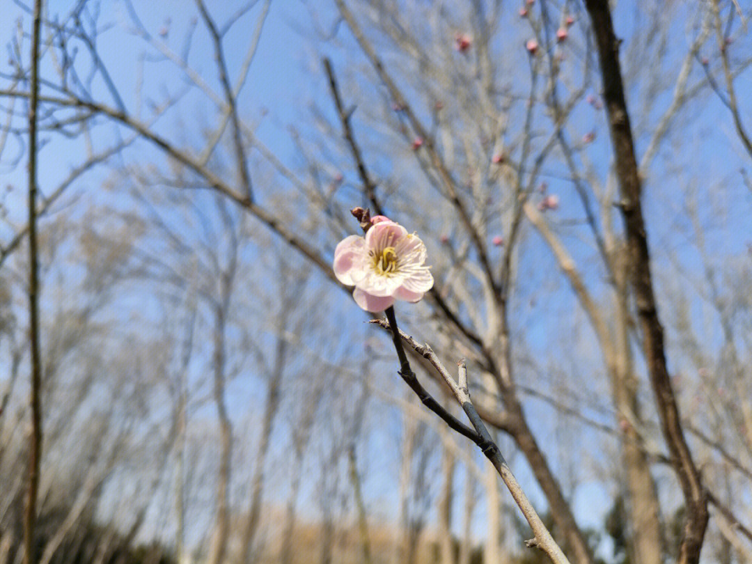 春已至花已开