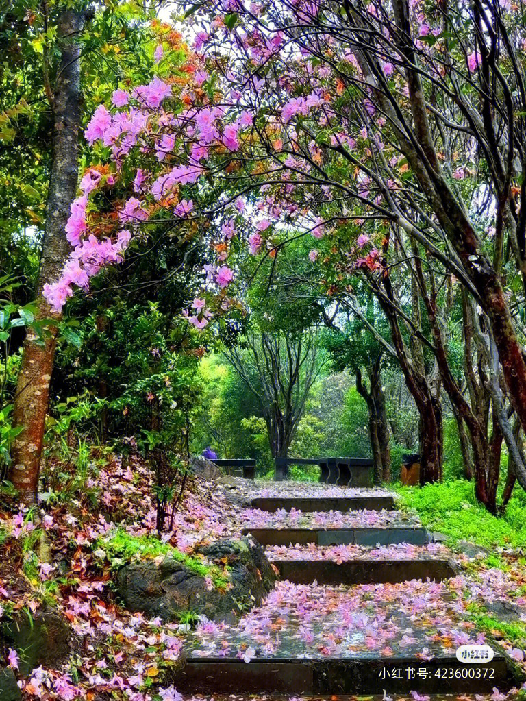 梧桐山看花图片