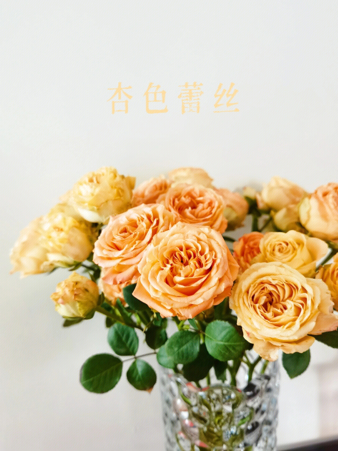 杏色蕾丝泡泡玫瑰花语图片