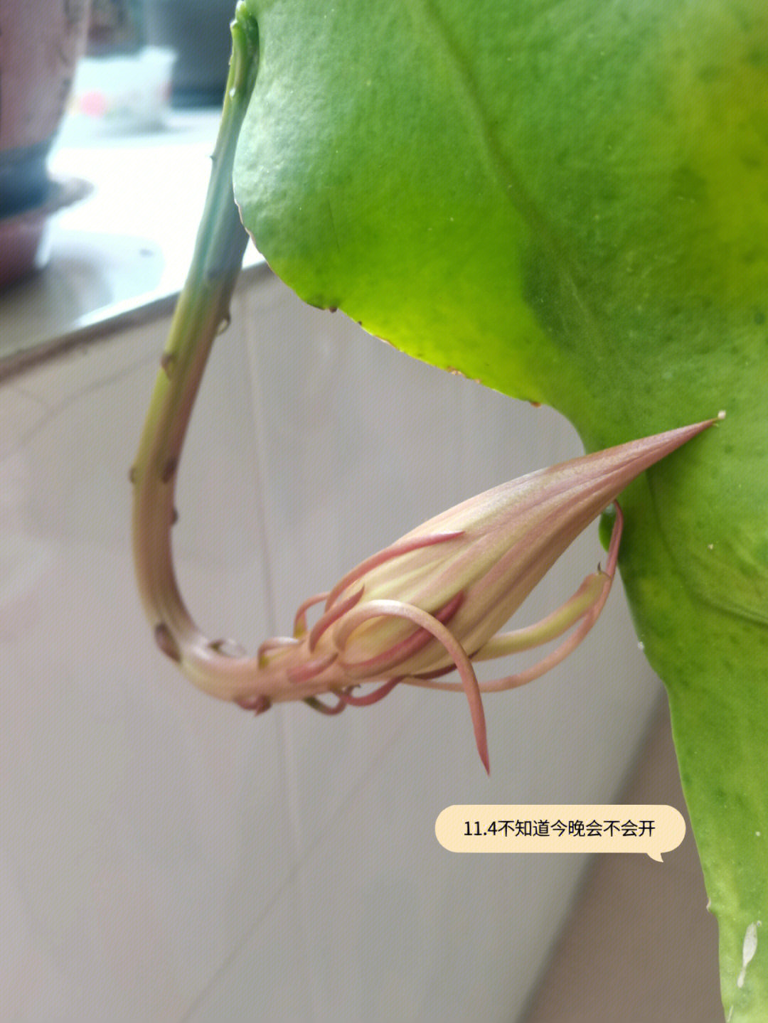 昙花怎么养花蕾图片