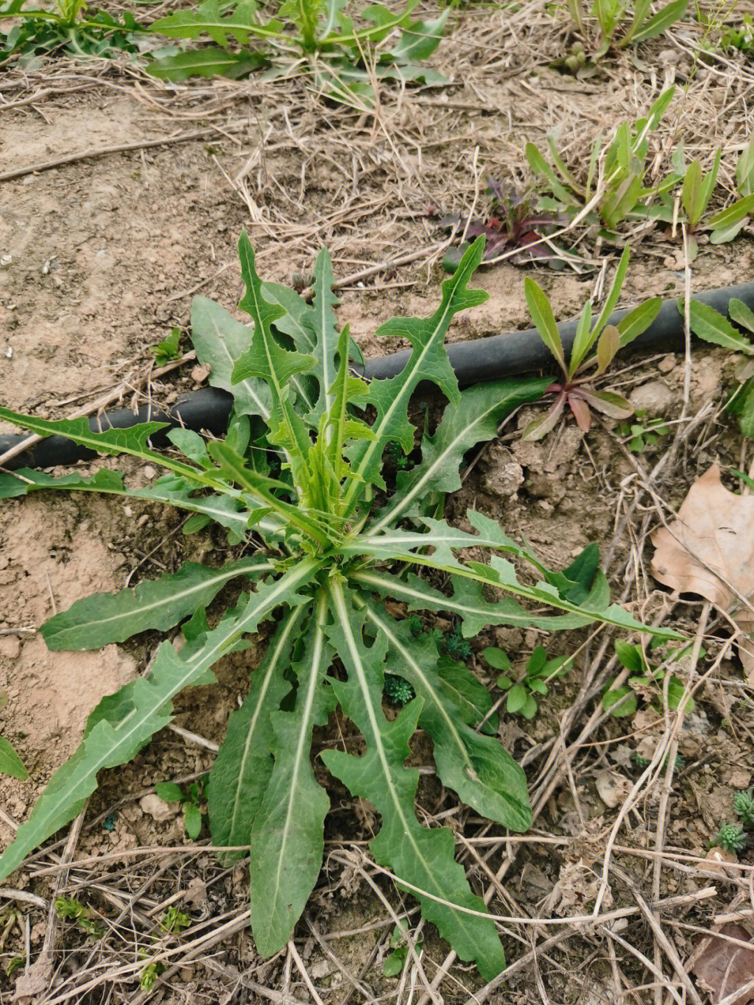 刷小红书看的眼都花了,还是不能确认这是不是蒲公英,看着叶子挺像的