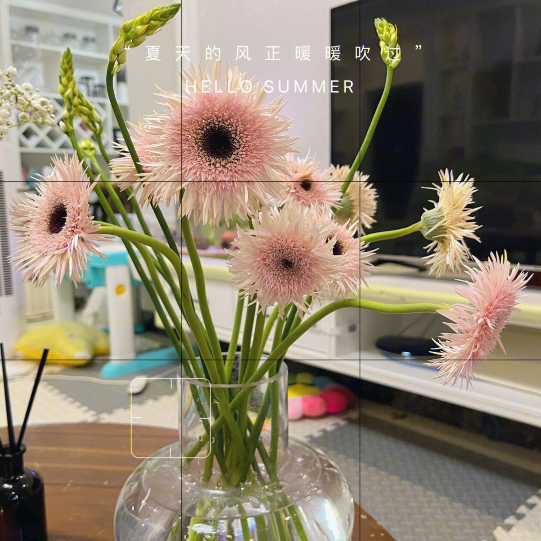 拉丝菊的花语是什么图片