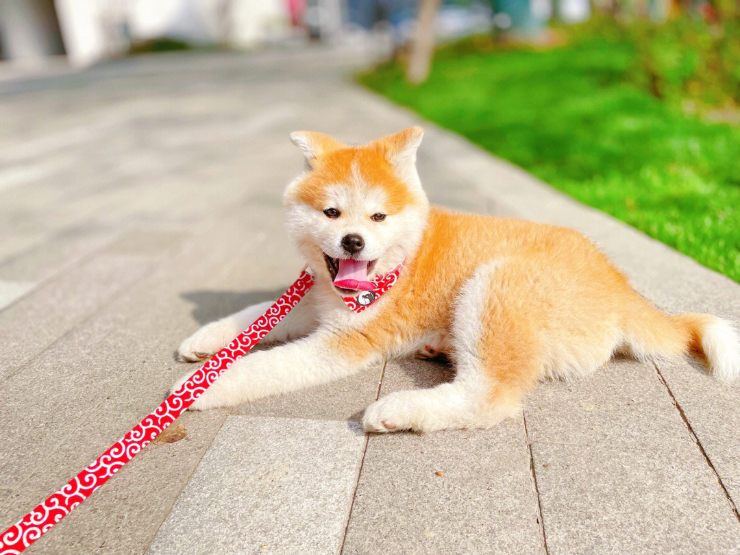 秋田犬幼犬特征图片