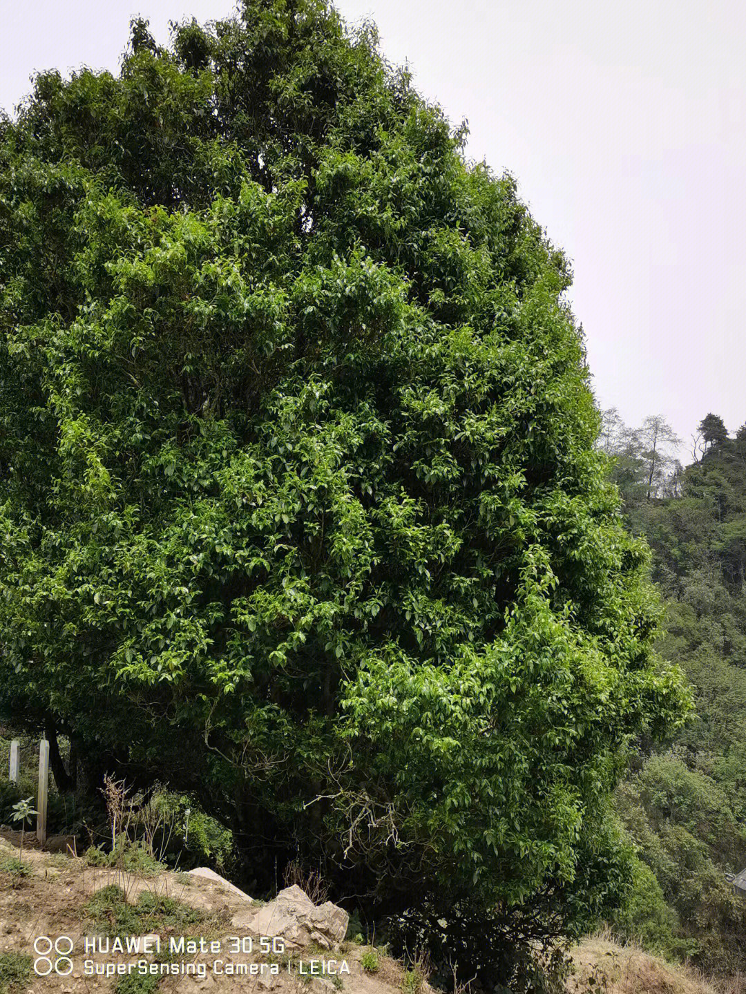 红花茶果树图片野生图片