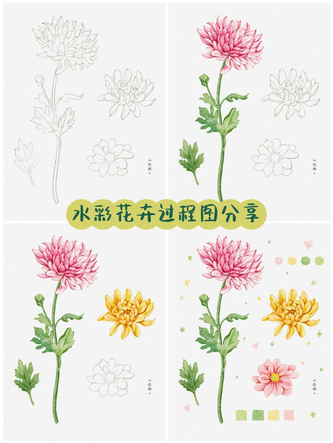 水彩花卉过程图分享附大图线稿
