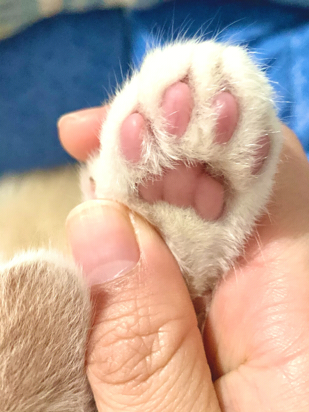小猫咪的粉红小爪为什么这么可爱