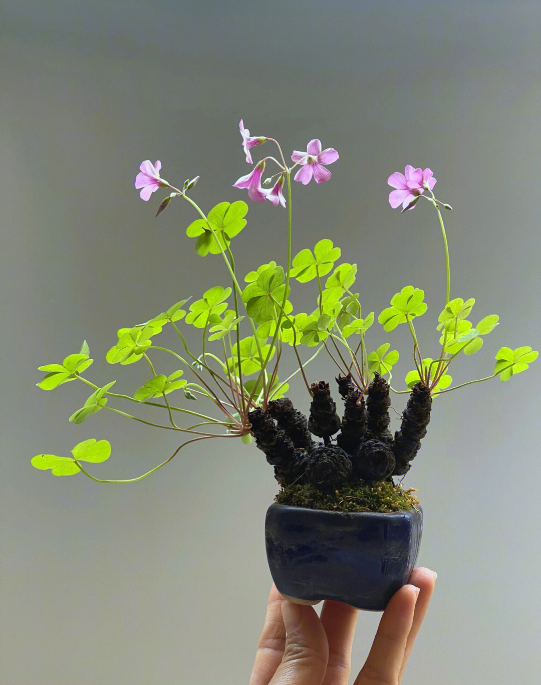 手指植物微型花卉图片