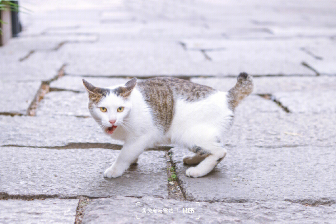 中华麒麟猫图片