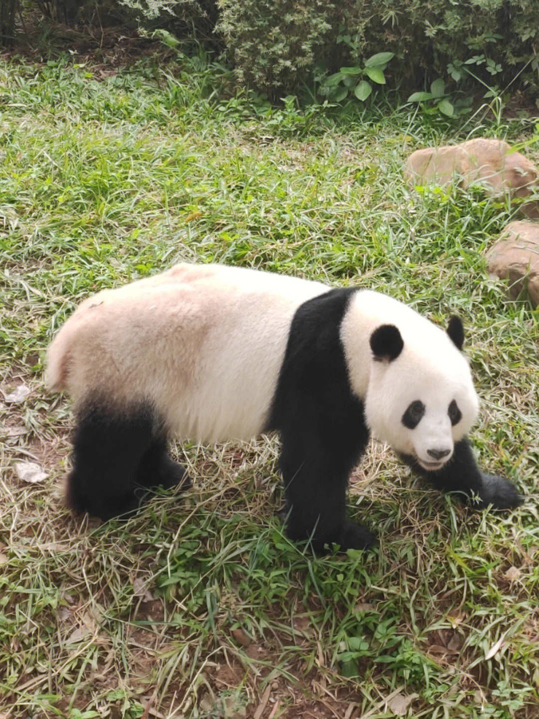 广州动物园熊猫 真的是太可爱了 从等待它起床到出来,真的不容易 一