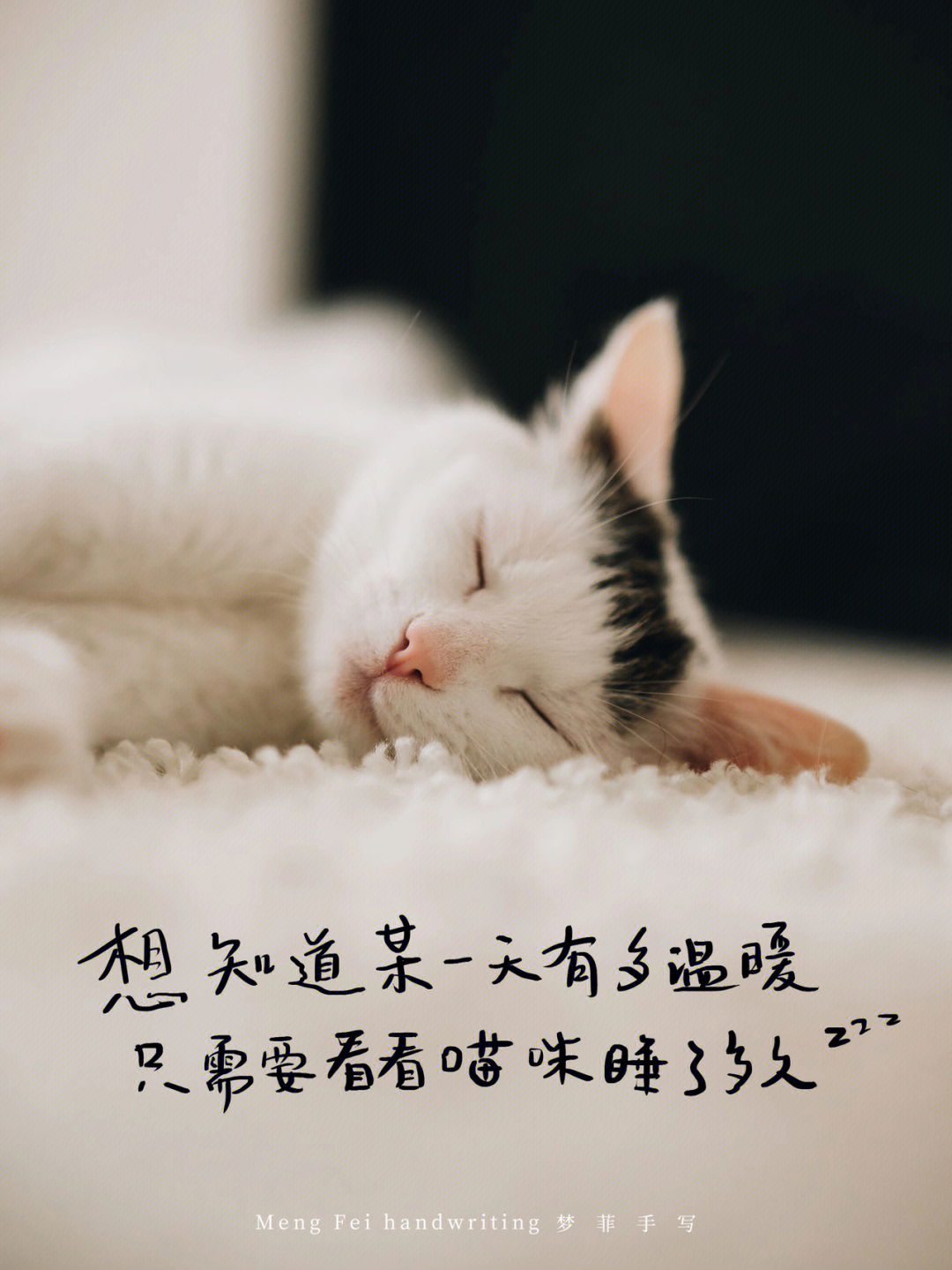 猫咪图片 唯美文字图片