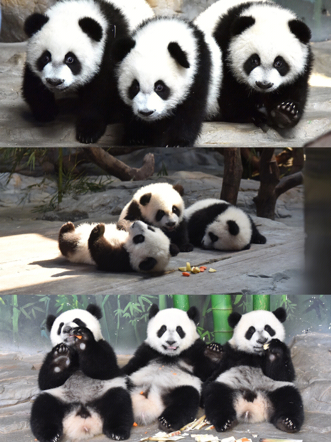 长隆的熊猫三胞胎真的可爱得要命啊啊啊