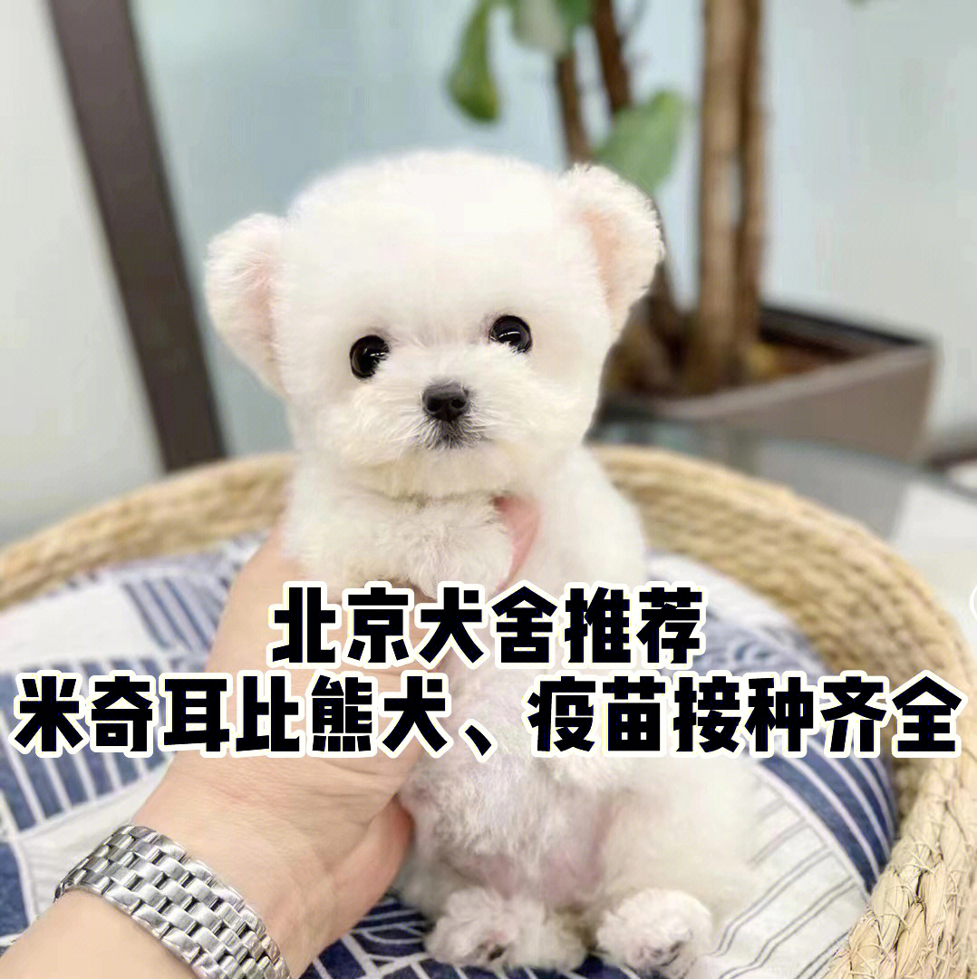 米奇种公犬图片