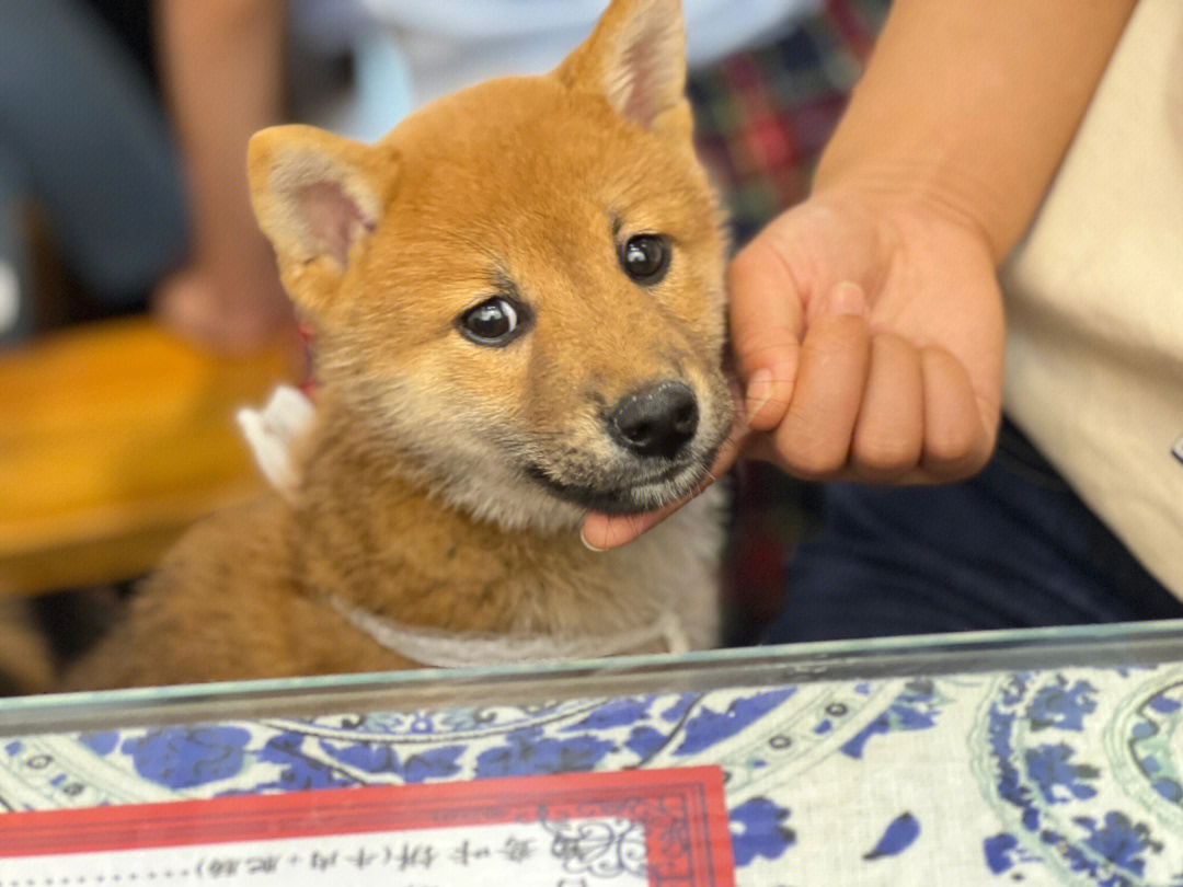 柴犬#柴犬日常#养柴#可爱修勾