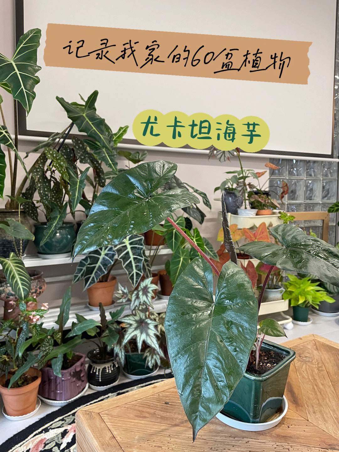 我家的60盆植物17尤卡坦海芋