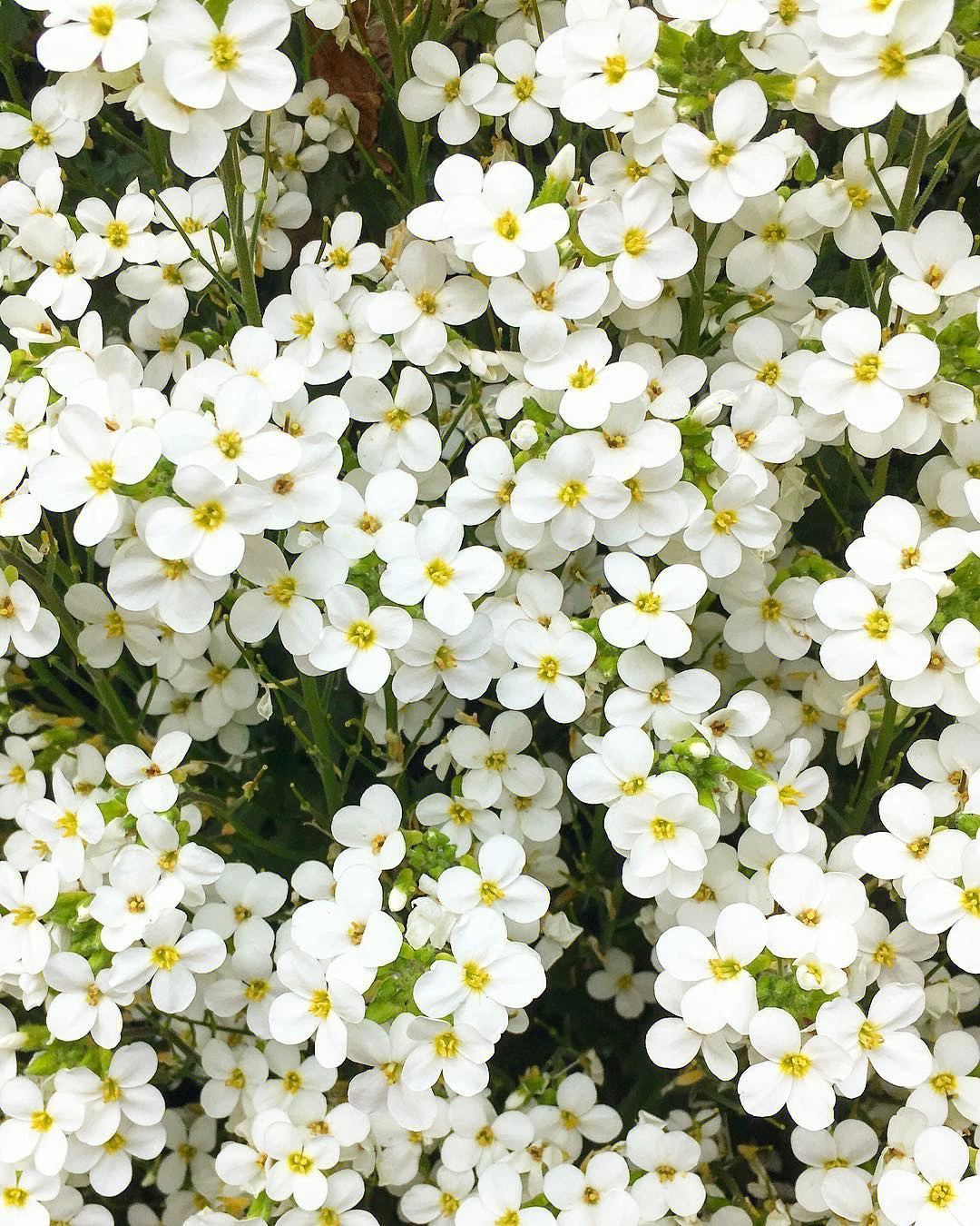 植物大赏白花南庭芥