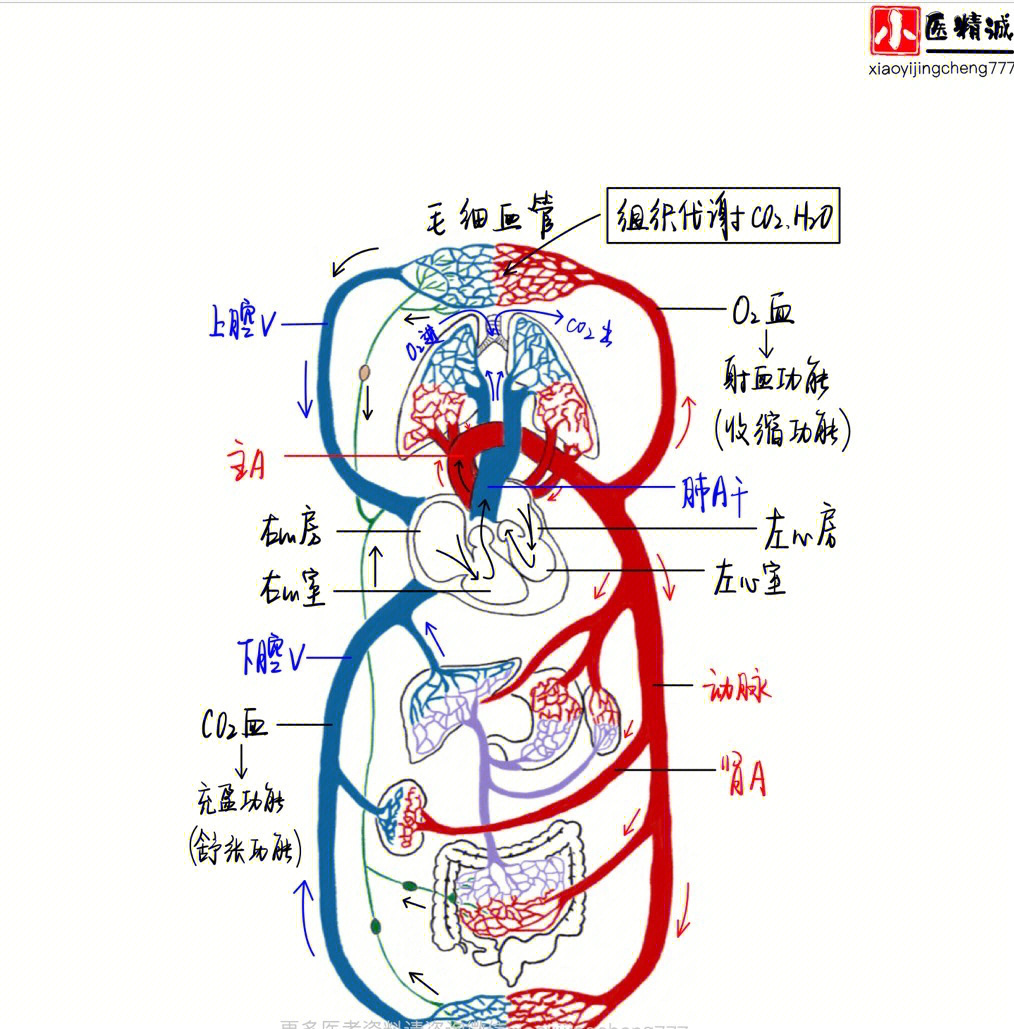肺循环示意图 手绘图图片