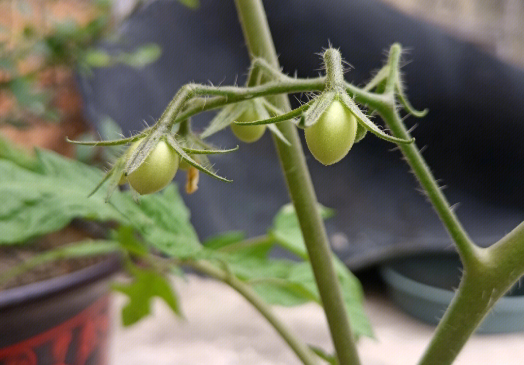 小番茄生长周期图图片
