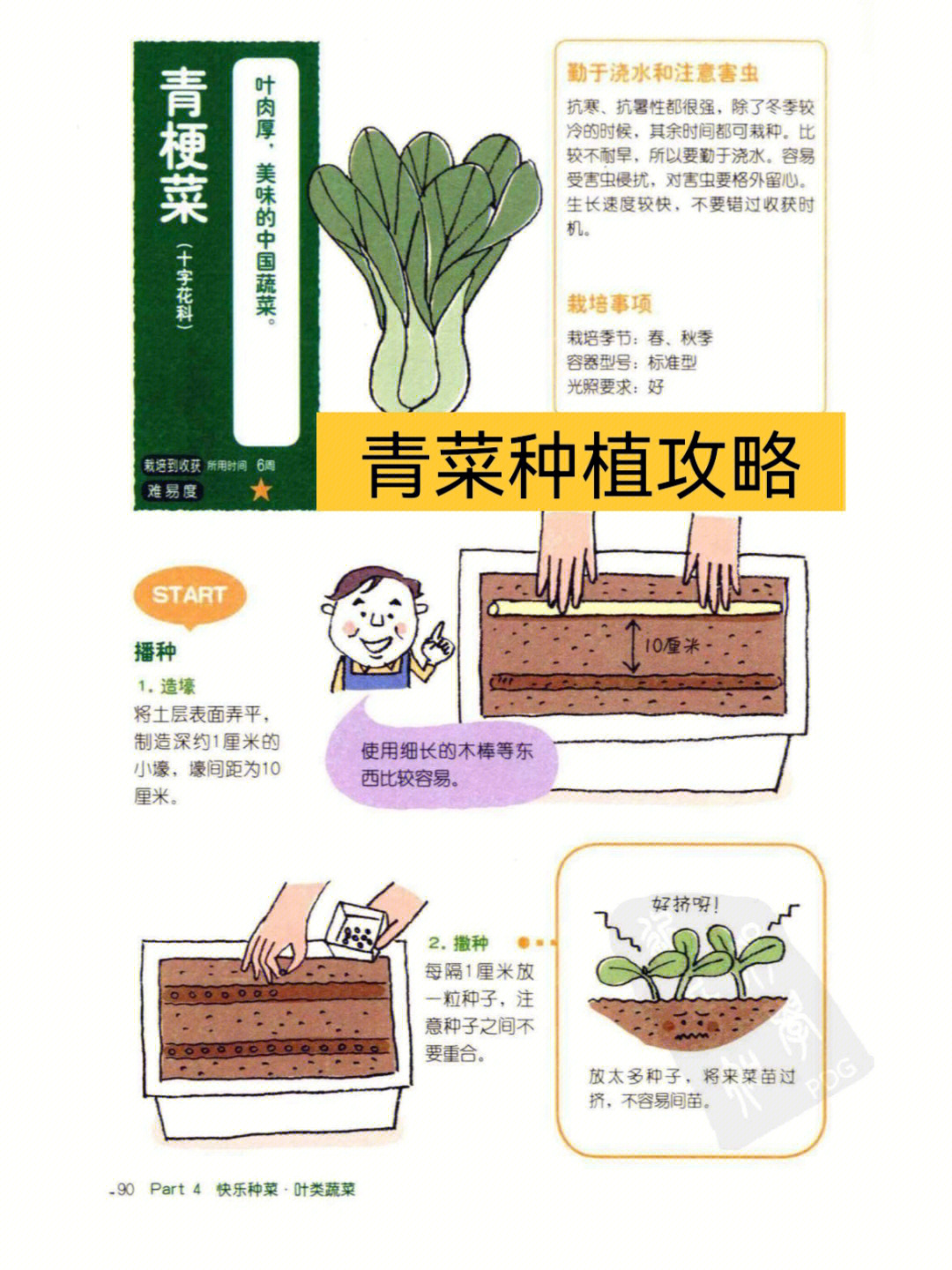 救心菜的种植方法图片