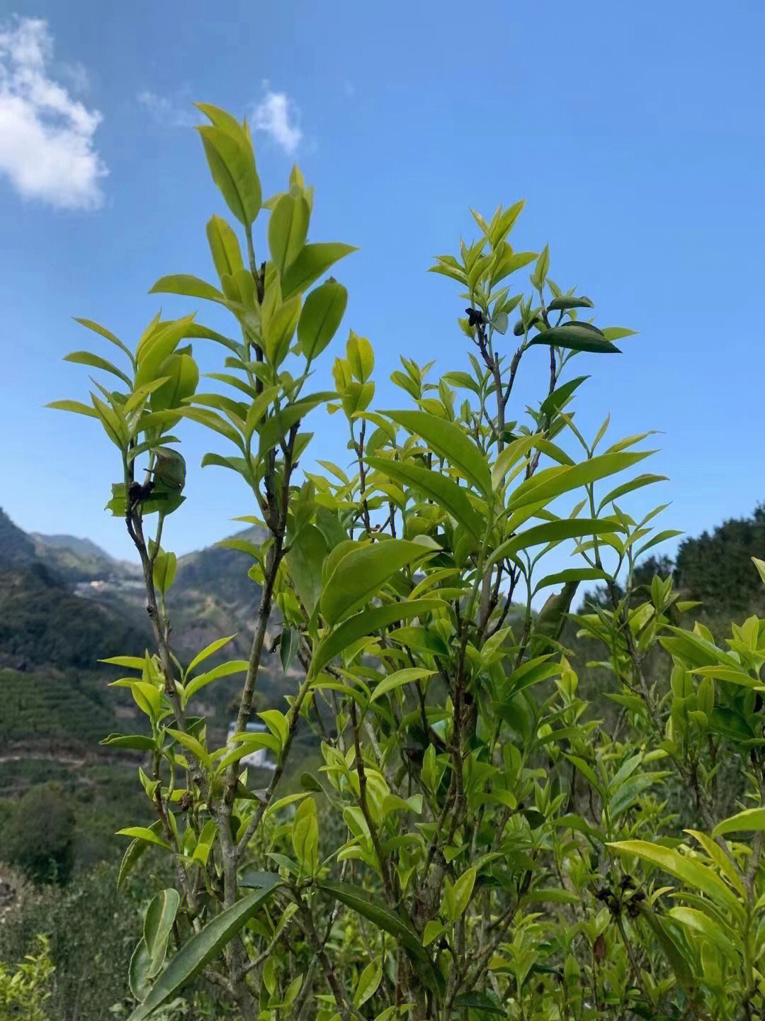 "茶虎,今年于单丛界最流行一新名词,难道是和虎年有关?或是新树种?